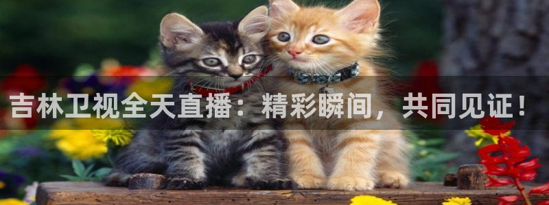 熊猫视频 直播：吉林卫视全天直播：精彩瞬间，共同见证！